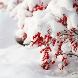Christmas Berry fragrance oil